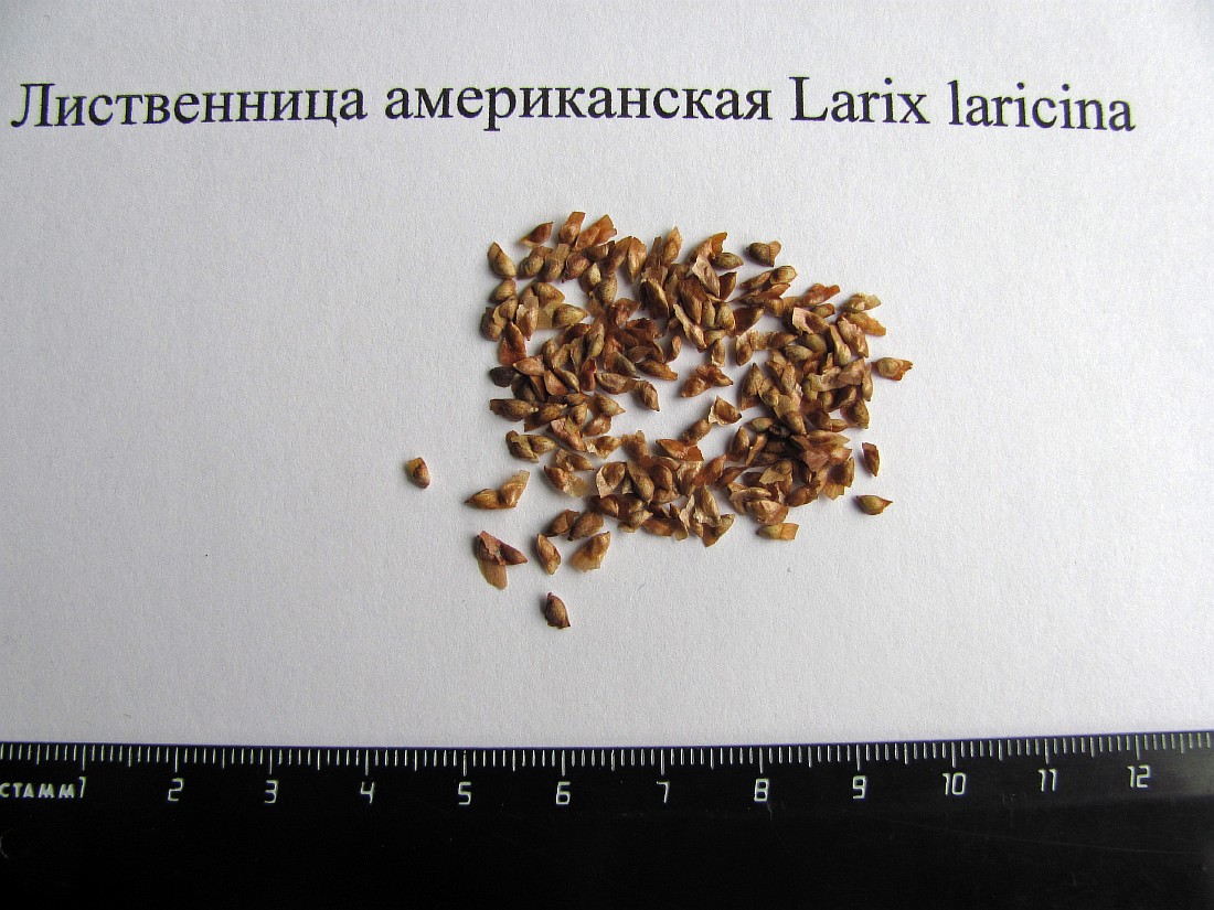 Изображение особи Larix laricina.
