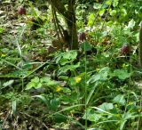 Fritillaria ruthenica