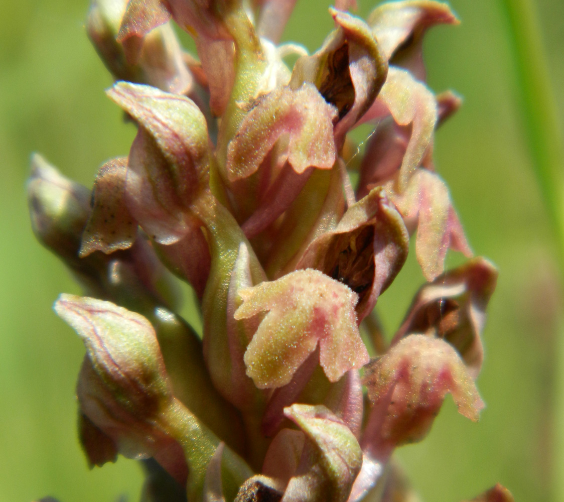 Изображение особи Anacamptis coriophora.