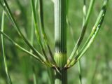 Equisetum fluviatile. Часть веточки. Крым, Бабуган-Яйла. 24 июля 2012 г.