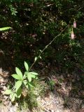 Lilium martagon