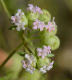 Valerianella vesicaria