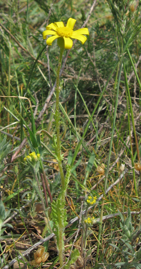 Изображение особи Senecio vernalis.