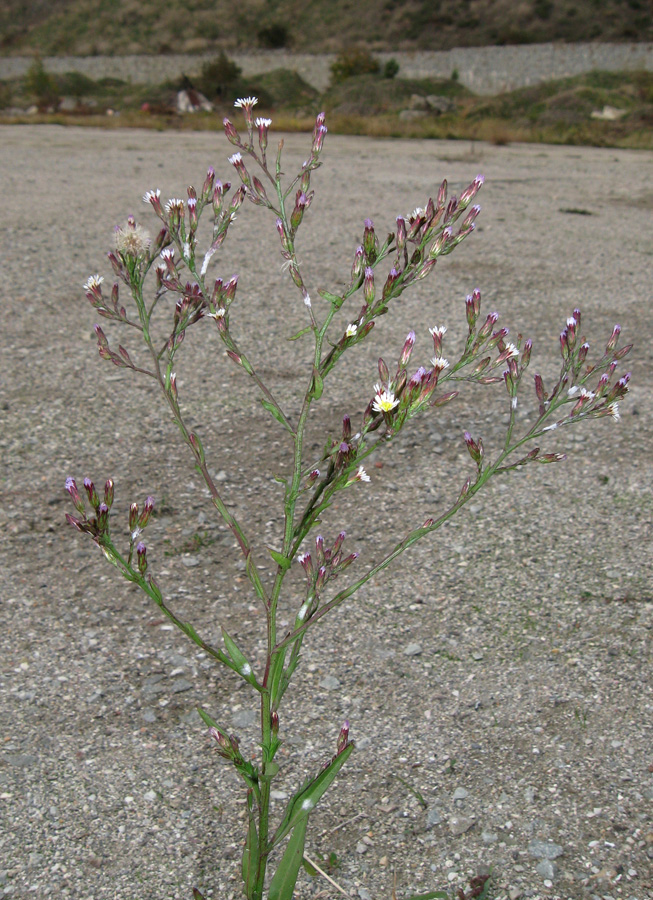 Изображение особи Symphyotrichum subulatum var. squamatum.