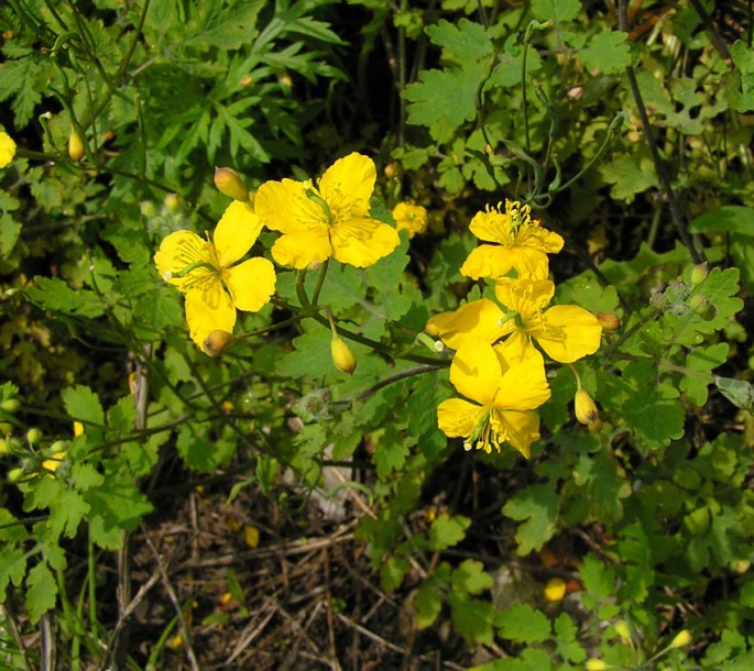 Изображение особи Chelidonium asiaticum.