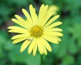 Doronicum orientale. Соцветие-корзинка с сидящим двукрылым насекомым. Адыгея, левый залесённый берег р. Белая, вдоль тропы из пос. Каменномостовский до водопадов Руфабго. 27.04.2013.