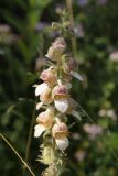 Digitalis lanata