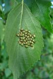 Betula pubescens