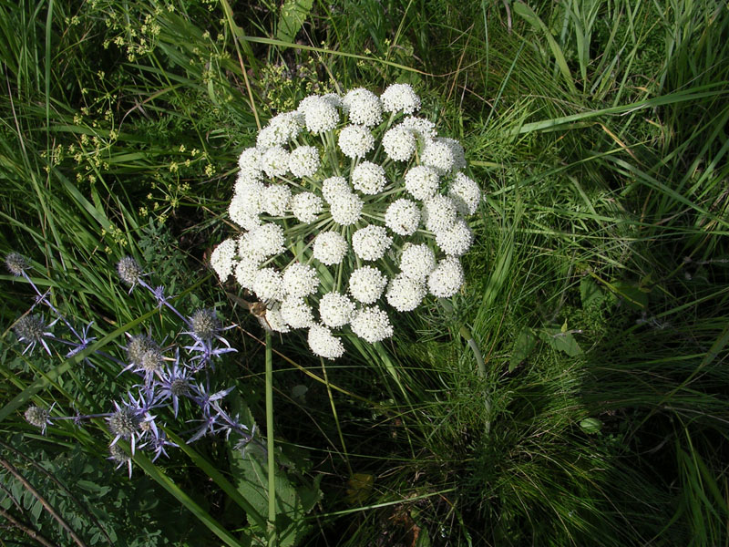 Изображение особи Seseli annuum.