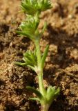 Scleranthus polycarpos. Часть побега с цветками. Новгородская обл., Боровичский р-н, западнее г. Боровичи, у грунтовой дороги между сосновым лесом и лугом. 31.05.2015.