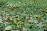 Nelumbo nucifera