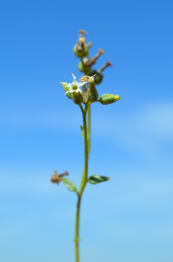 Изображение особи Heliotropium dasycarpum.