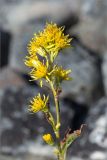 Solidago virgaurea подвид lapponica. Соцветие. Мурманская обл., п-ов Рыбачий, каменистое побережье Большой Волоковой губы. 30.07.2015.