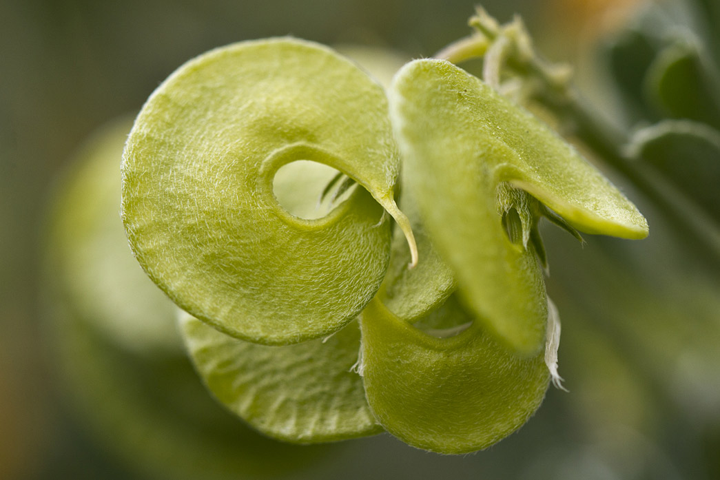 Изображение особи Medicago arborea.