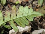 Polypodium sibiricum. Нижняя сторона вайи с сорусами. Владивосток, Ботанический сад-институт ДВО РАН. 5 мая 2016 г.