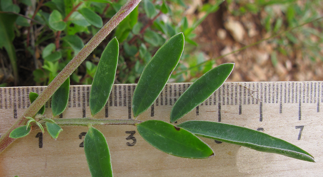 Изображение особи Anthyllis variegata.