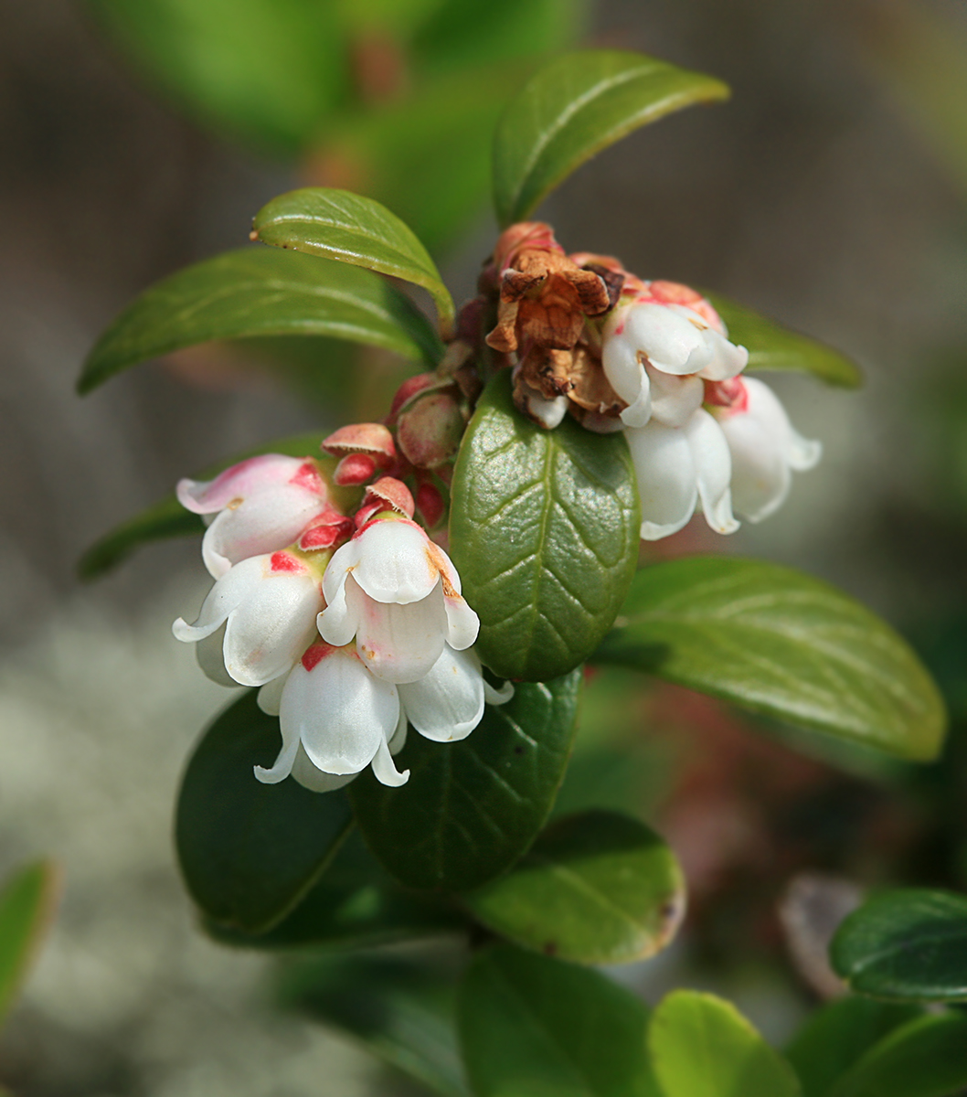 Изображение особи Vaccinium vitis-idaea.