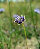 Jasione montana