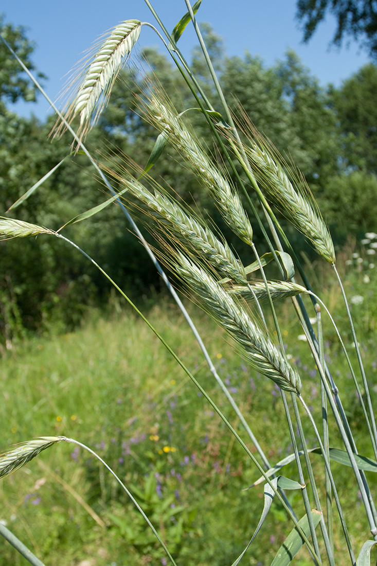 Image of Secale cereale specimen.