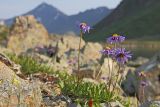 Aster alpinus. Цветущее растение. Восточный Саян, хр. Большой Саян, басс. р. Тисса, крупноглыбовая осыпь. 21.07.2015.