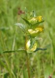 Rhinanthus minor. Верхушка побега с соцветием. Украина, Тернопольская обл., Кременецкий р-н, окр. г. Почаева, луг к югу от Свято-Духовского скита. 01.06.2015.