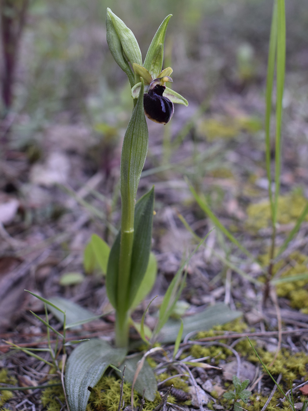 Изображение особи Ophrys sphegodes.