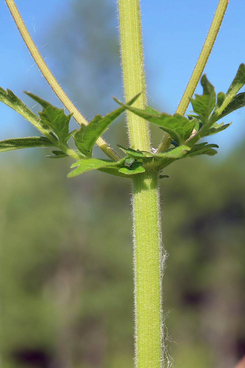 Изображение особи Valeriana amurensis.