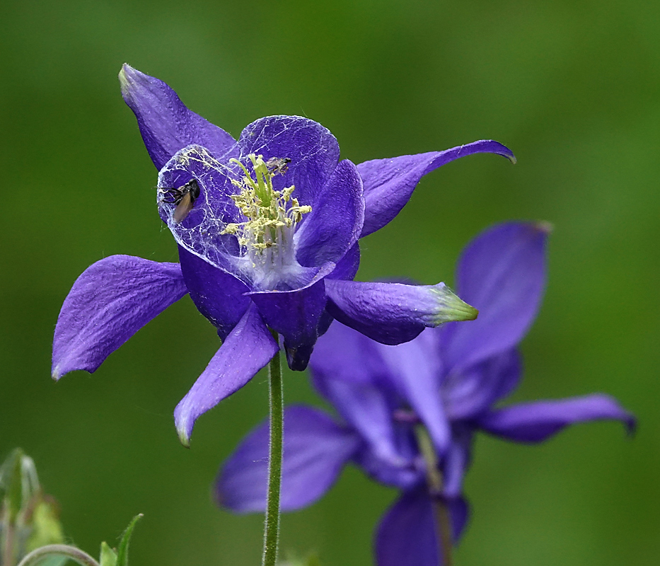 Изображение особи Aquilegia vulgaris.