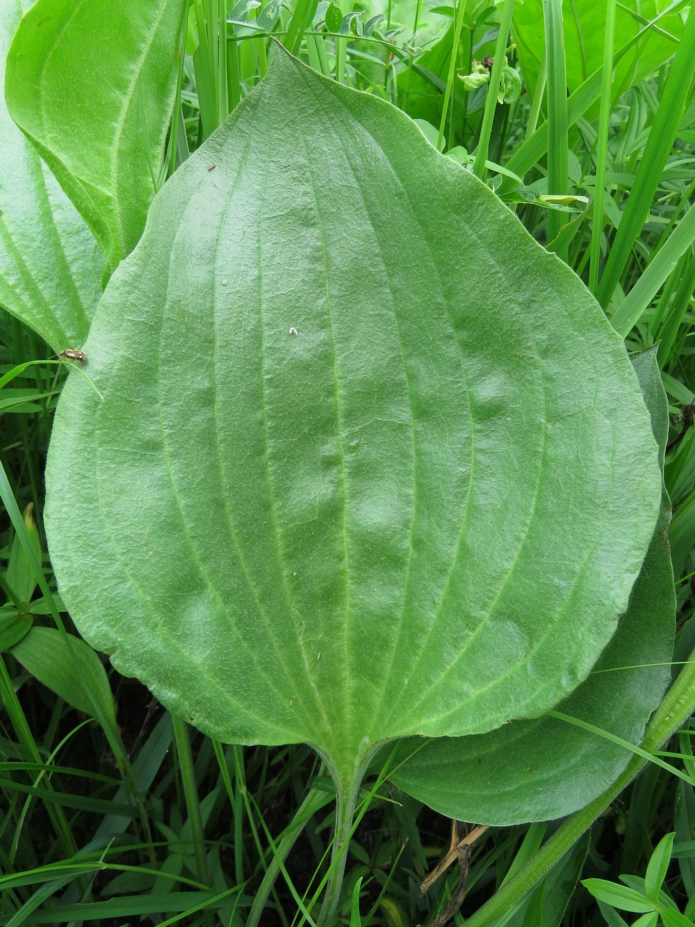 Изображение особи Plantago maxima.