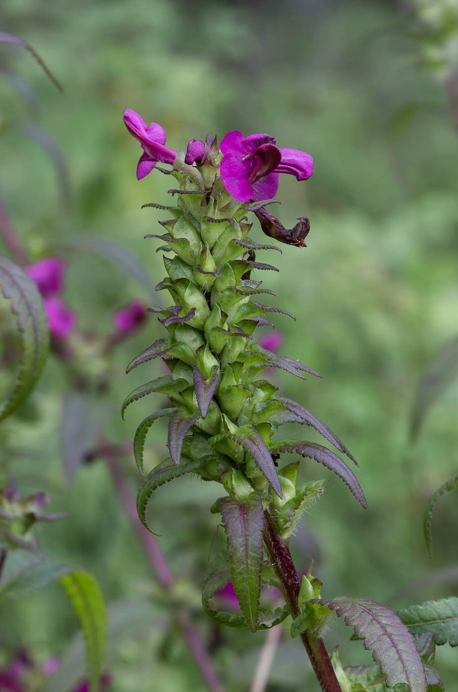 Изображение особи Pedicularis resupinata.