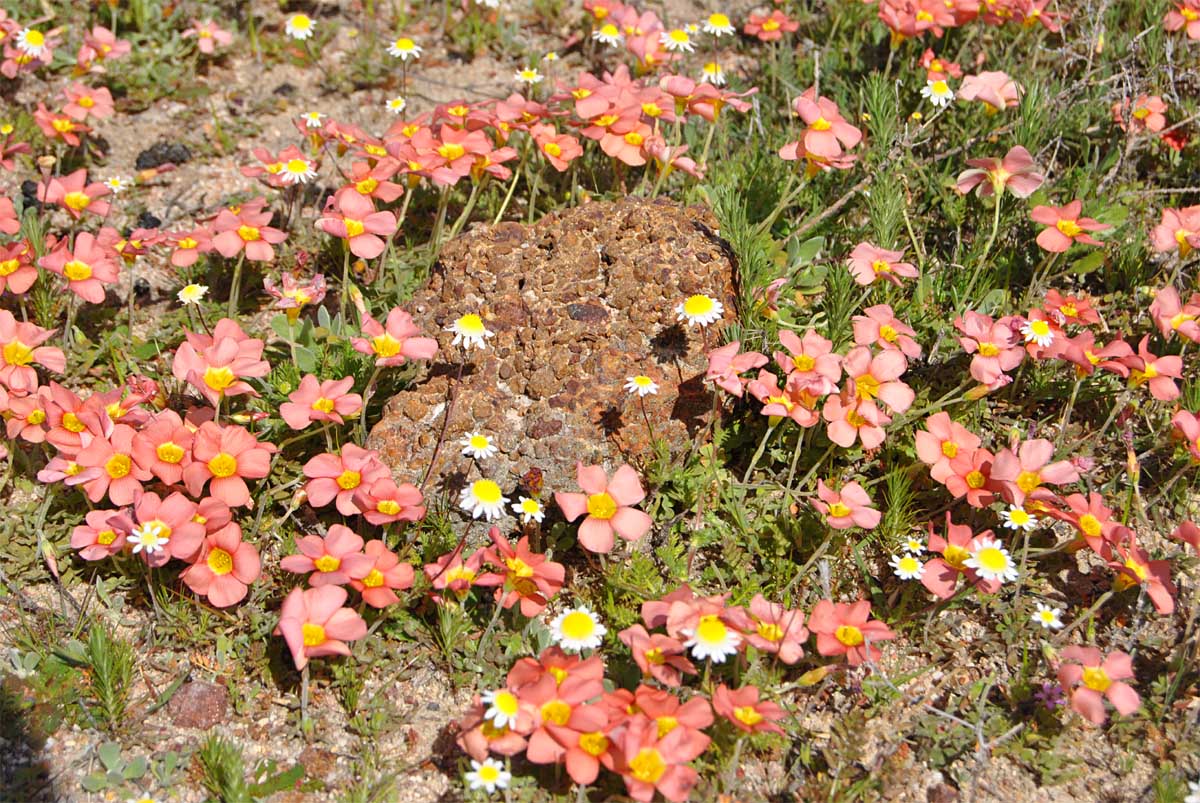 Изображение особи Oxalis obtusa.