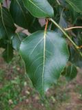 Populus × rasumowskiana