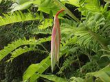 Heliconia chartacea. Часть побега с бутонизирующим соцветием. Австралия, северо-восточный Квинсленд, национальный парк Дейнтри, территория туристического лагеря. Конец сухого сезона (сезон gurreng). 04.10.2009.