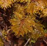 Hylocomium splendens. Вегетирующее растение, мокрое из-за дождя. Башкортостан, Белорецкий р-н, Инзерский сельсовет, долина р. Большой Инзер в р-не с. Усмангали, правый берег, каменистая осыпь под скалой. 1 мая 2018 г.