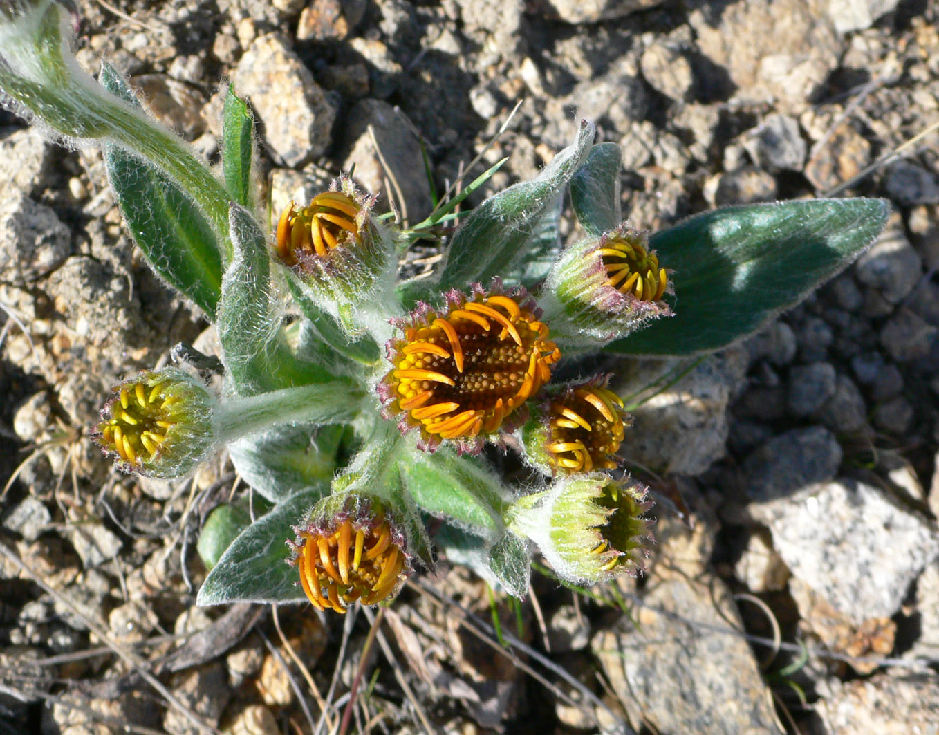 Изображение особи Tephroseris pseudoaurantiaca.