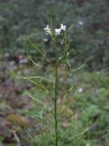 Arabis nordmanniana