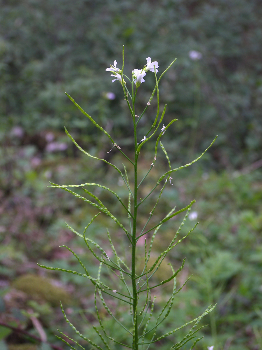 Изображение особи Arabis nordmanniana.