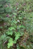 Arctium tomentosum