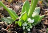 Primula denticulata. Розетка листьев и развивающееся соцветие (белоцветковая форма). Москва, природно-ландшафтный парк \"Зарядье\", в культуре. 21.04.2019.