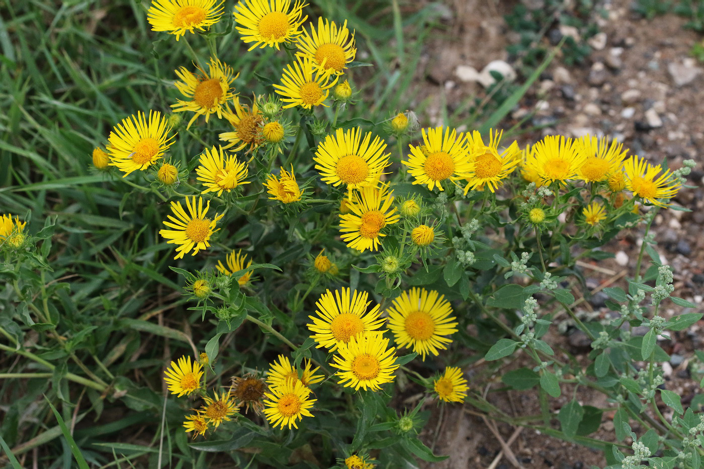 Изображение особи Inula britannica.