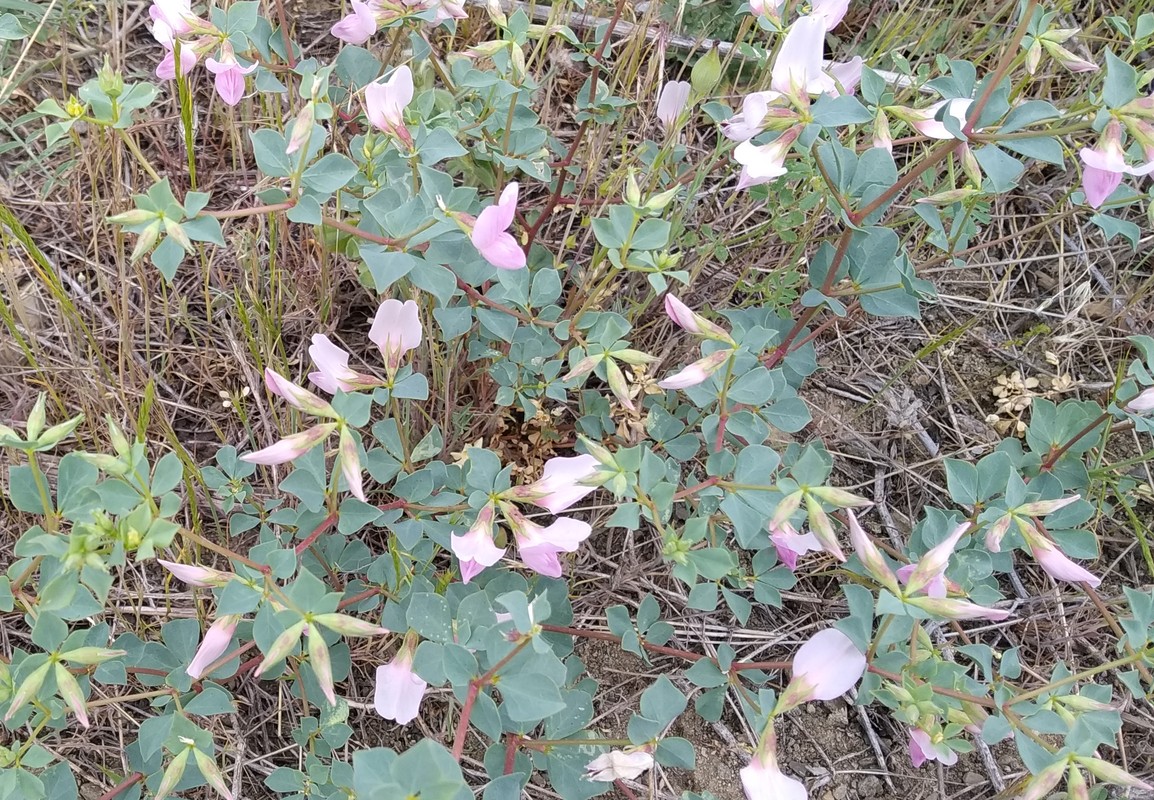 Image of Lotus gebelia specimen.