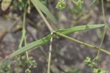 Valerianella dentata