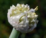 Allium altaicum. Раскрывающееся соцветие. Республика Алтай, Шебалинский р-н, с. Камлак, в культуре. 01.07.2010.