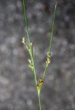 Juncus tenuis