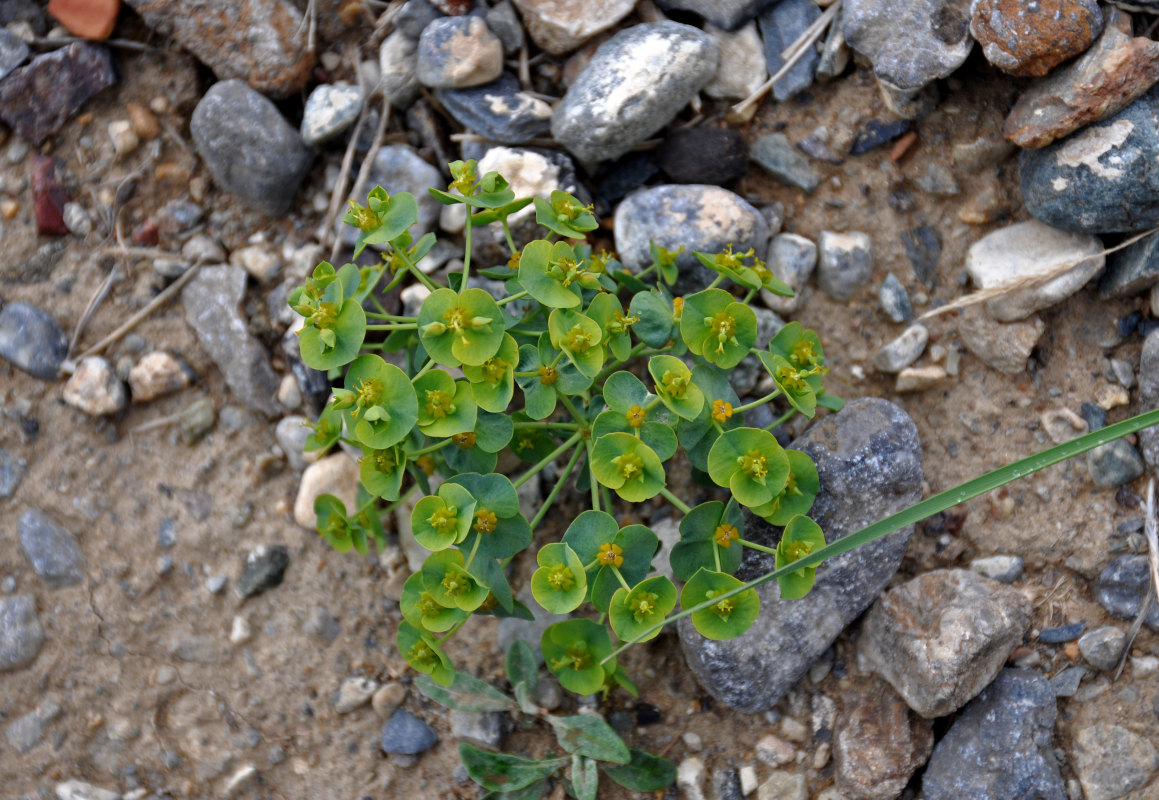 Изображение особи Euphorbia tshuiensis.