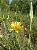 Tragopogon подвид major