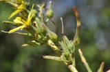 Lactuca raddeana