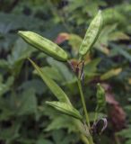 Iris pseudacorus