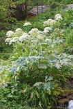 Heracleum lehmannianum. Цветущее растение. Узбекистан, Сурхандарьинская обл., ущелье р. Сангардак, гидрогеологический памятник природы \"Сангардакские водопады\". 31.05.2021.