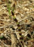 Equisetum telmateia